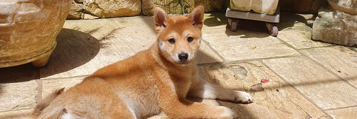 dboyrules96's profile banner image