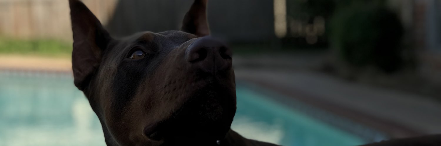 dvphane's profile banner image
