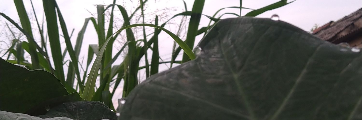 kriboedd's profile banner image