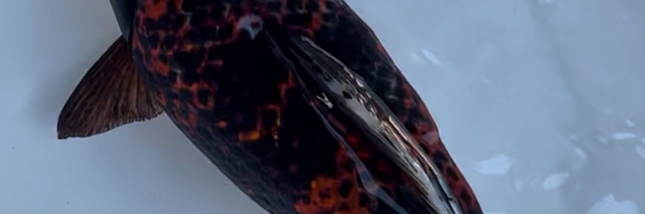 MeikouSealing's profile banner image