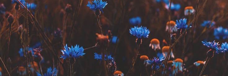 Ariscaas's profile banner image