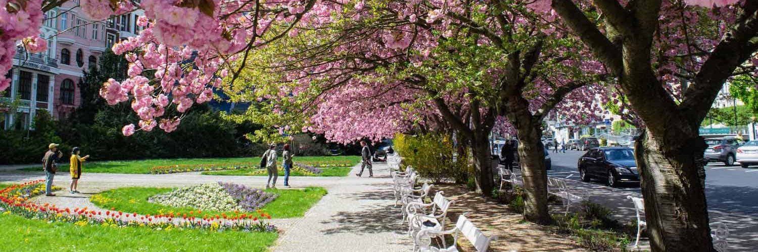 Rachael Collins banner