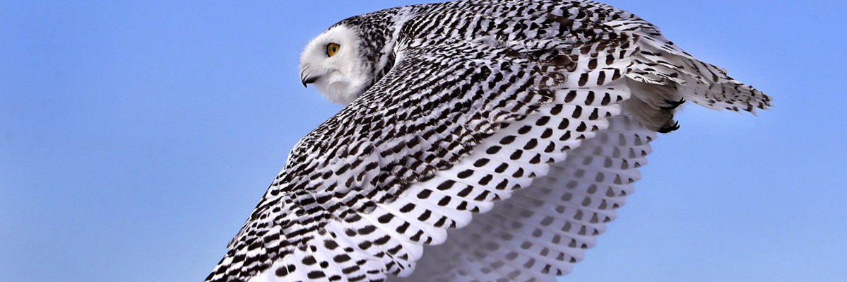 sky blue enjoyer 🦋😎 (💉)(🌻) banner