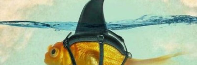 shark_ste's profile banner image