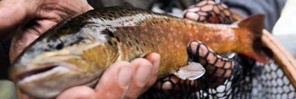 ArtofFlyFishing's profile banner image