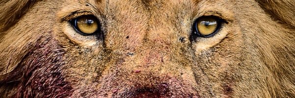 neneperez8's profile banner image