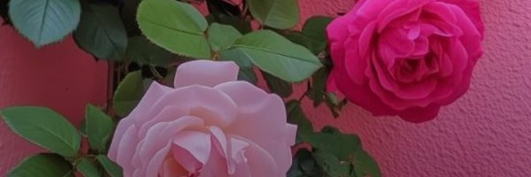 Kuawaii Profile Banner