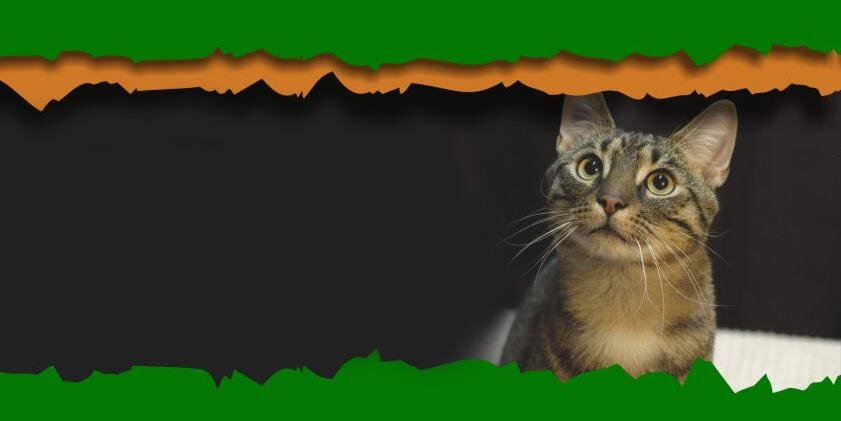 StawiamyNaLapy's profile banner image