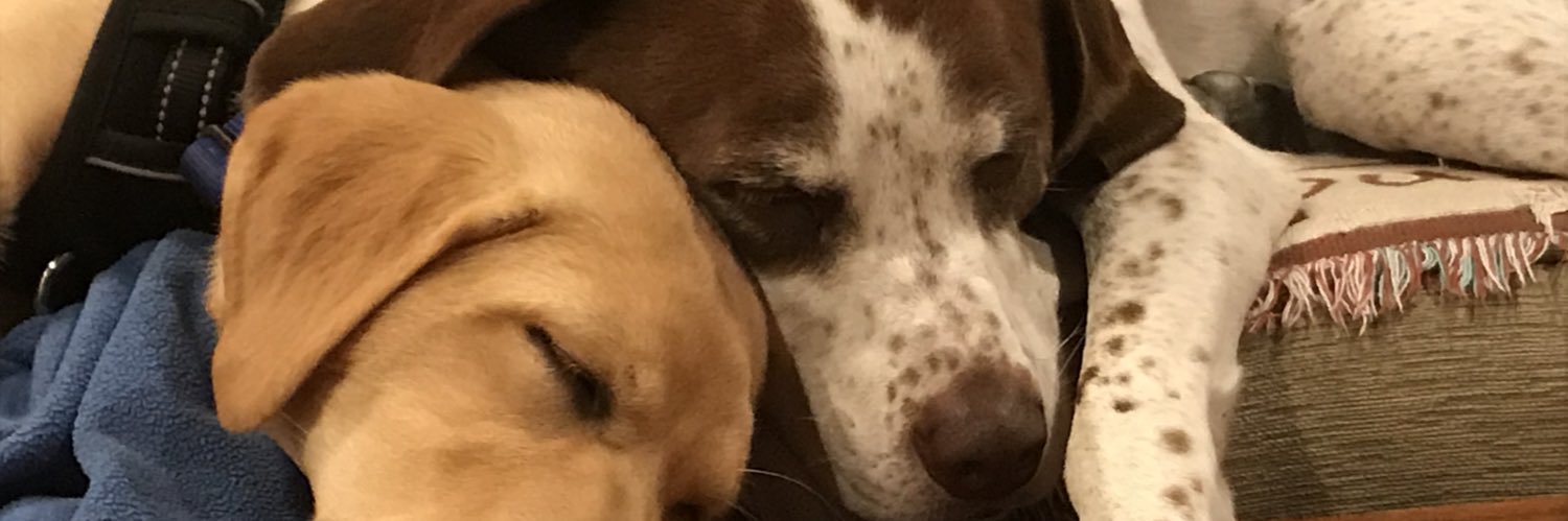 Laura Schroeder banner