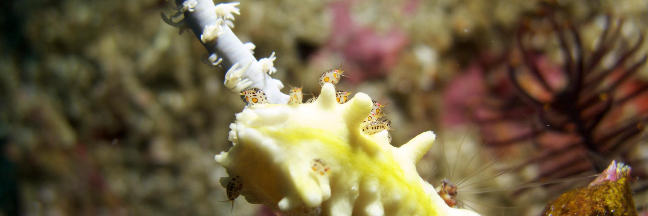 Marco Zingler banner