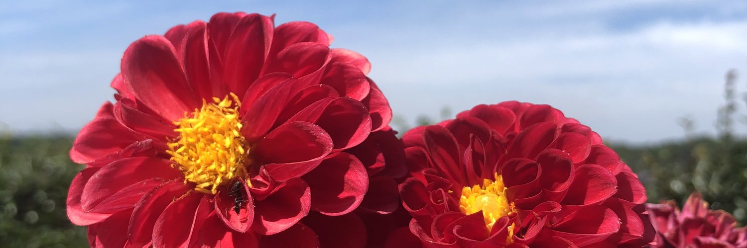 Massel810's profile banner image