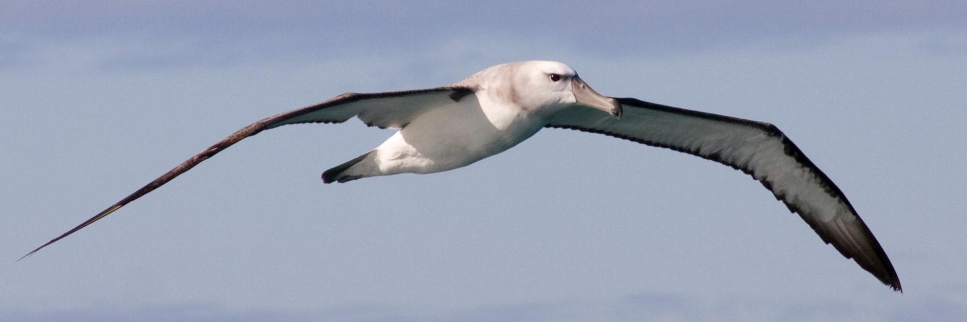 Sara Andreotti banner