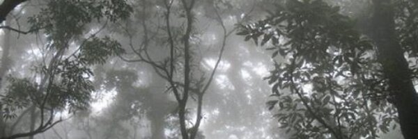 sulung Profile Banner