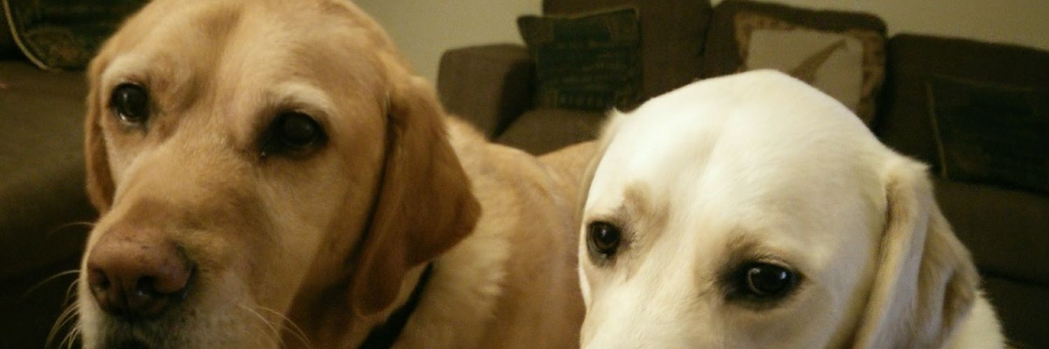 Retired 🦮 Uri (RIP RGD Arnie) banner