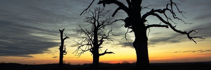 acandogan01's profile banner image