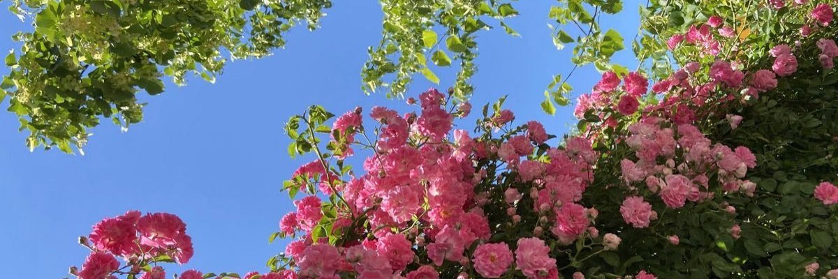i650w's profile banner image