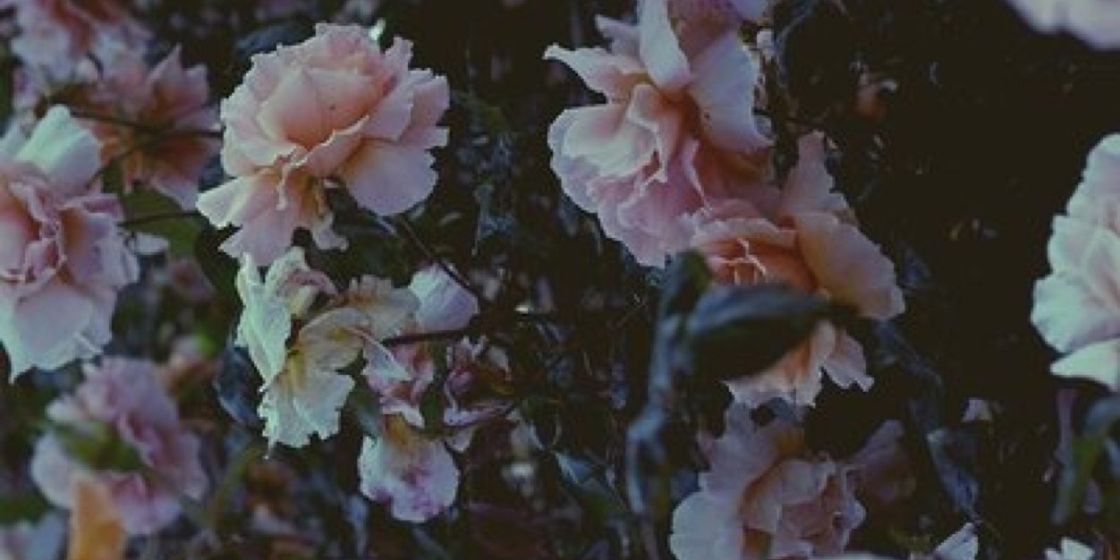 lnarkin's profile banner image