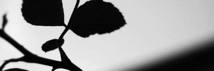 Bass_yusei's profile banner image