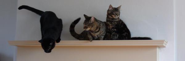 TracyS_d Profile Banner