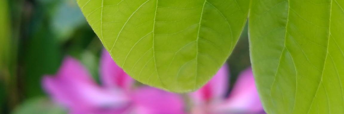_muraff's profile banner image