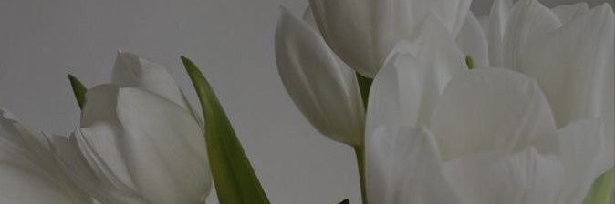 shaniss banner