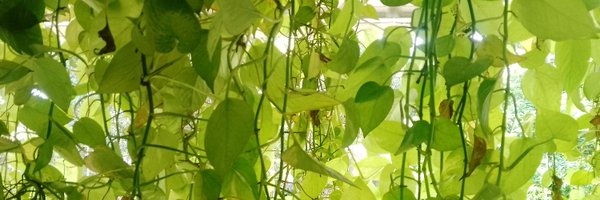 LactoseODd Profile Banner
