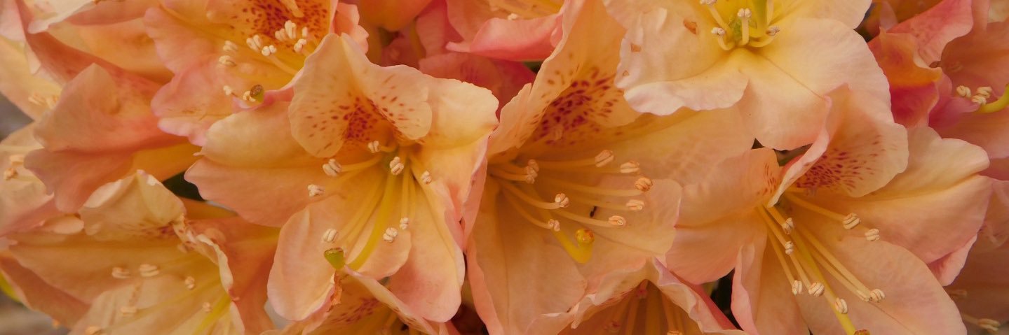 keely mcquain banner