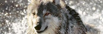 WonderOfWolves's profile banner image