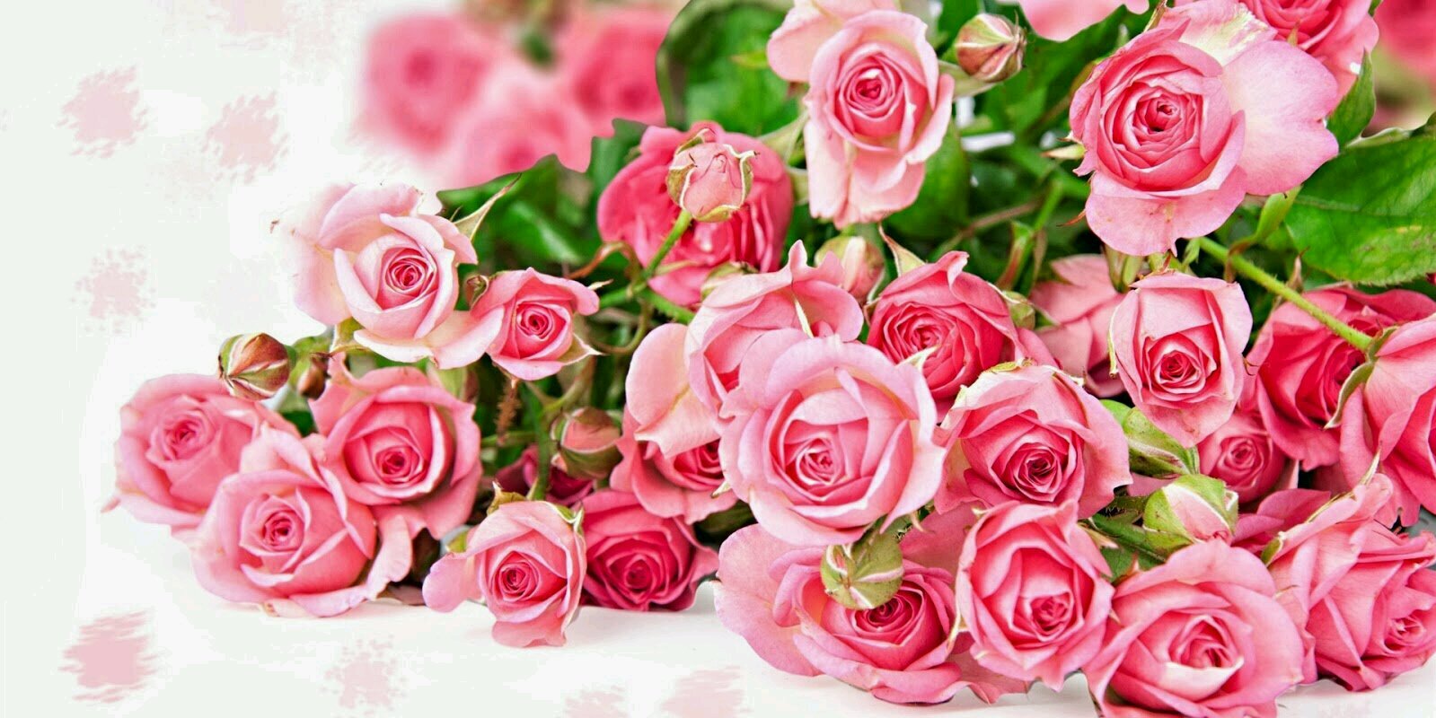 putrypradila's profile banner image