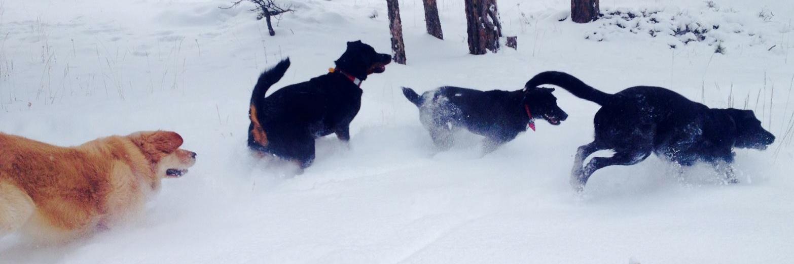 BoulderDogs's profile banner image