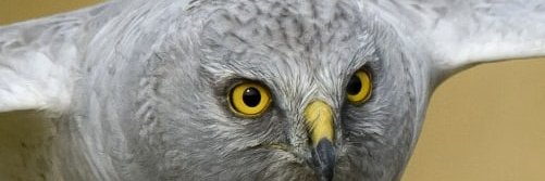 Hen Harrier Ireland banner