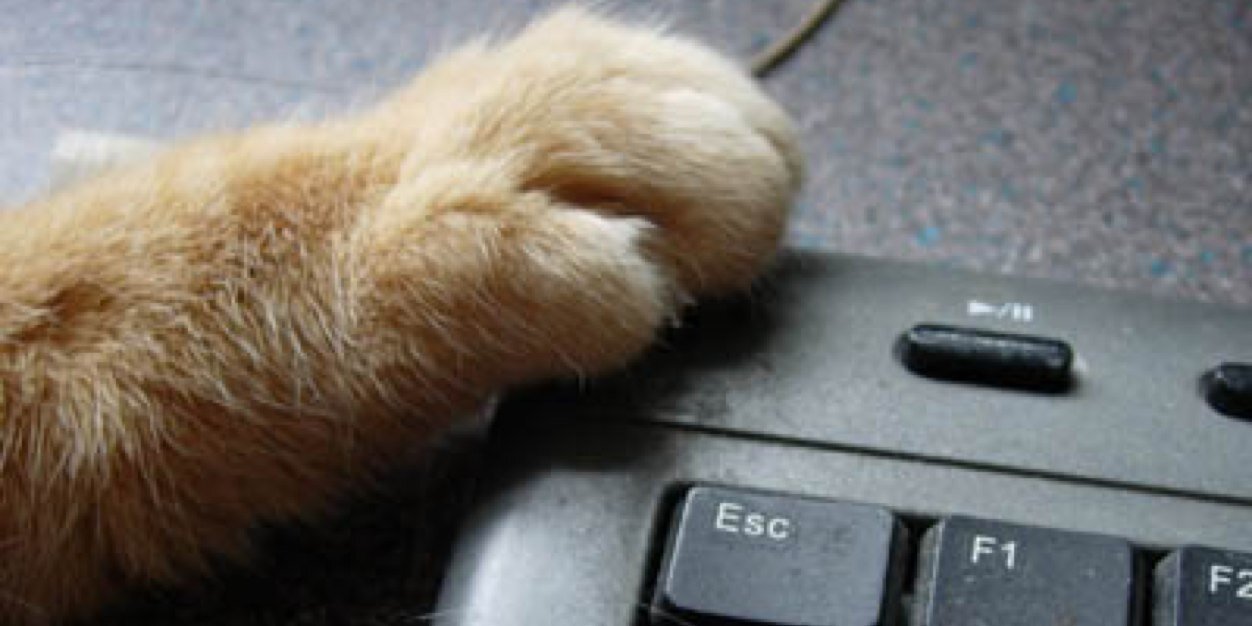 Cat_undercover's profile banner image