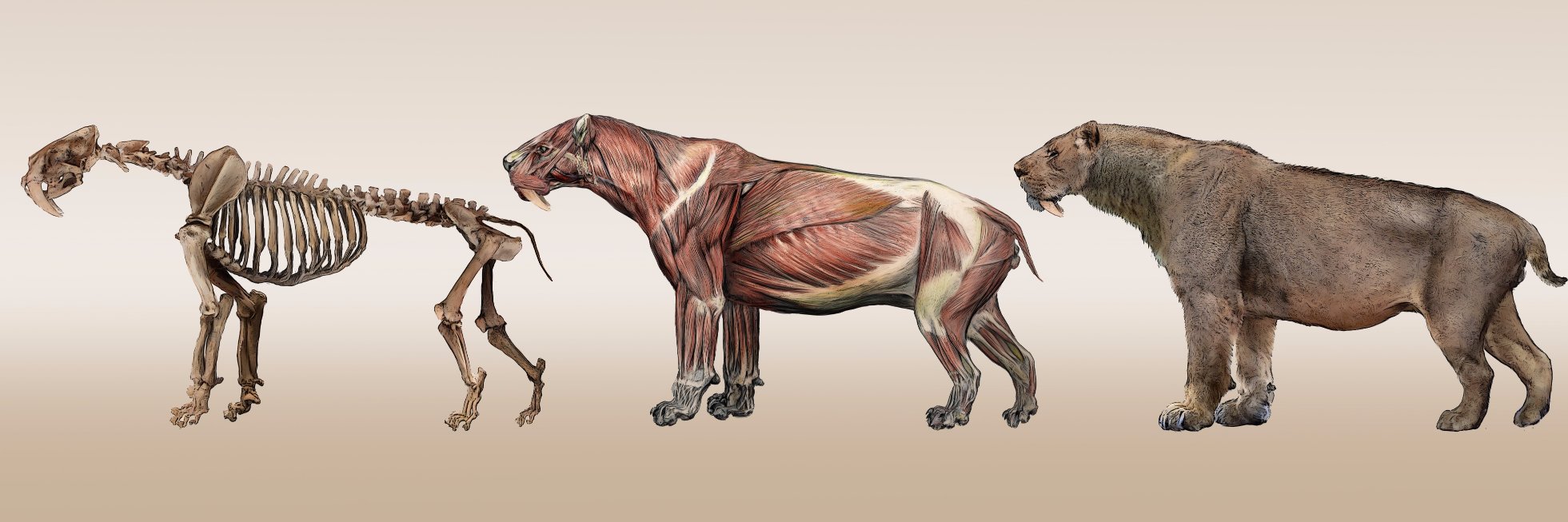 Velizar Simeonovski banner