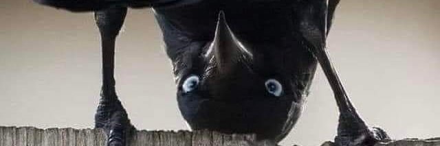 GiLLRaker's profile banner image