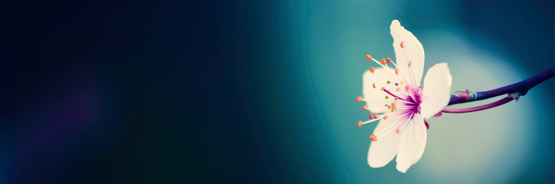 AliceGui11's profile banner image