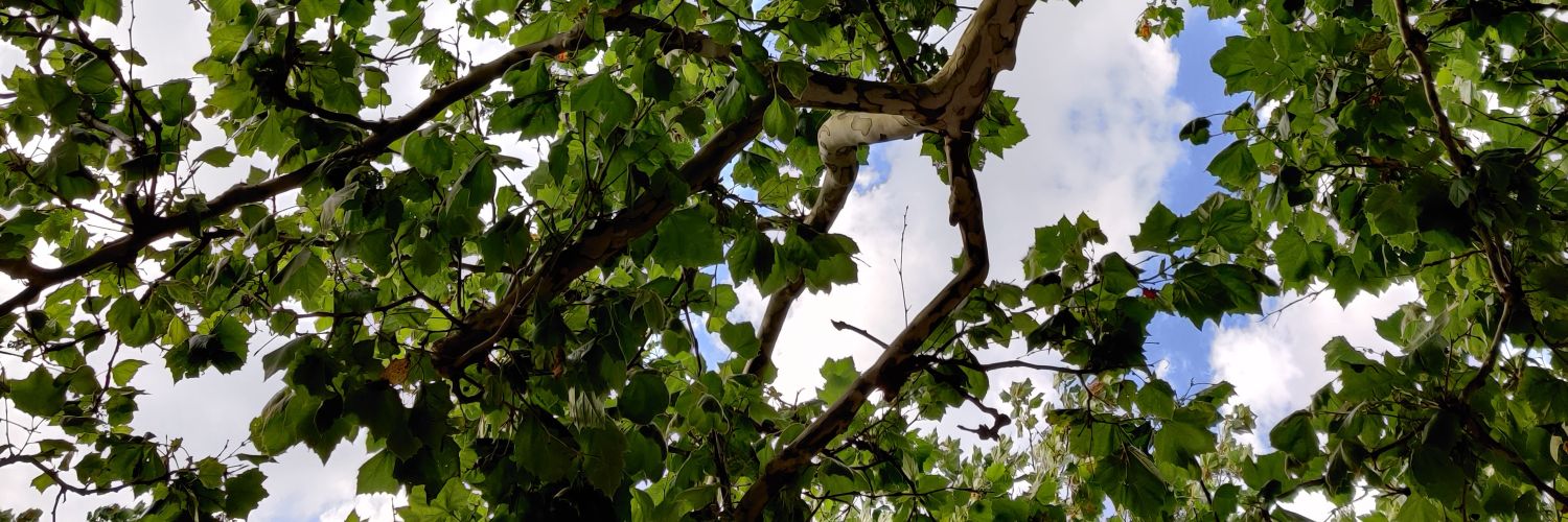 SDrovie's profile banner image