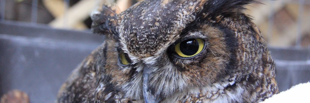 sohwildlife's profile banner image