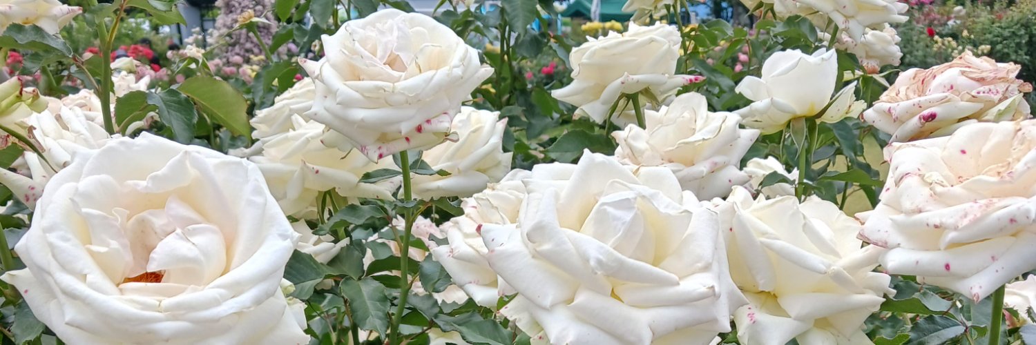 elderflower111's profile banner image
