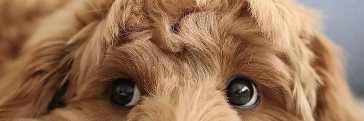 bungabela's profile banner image