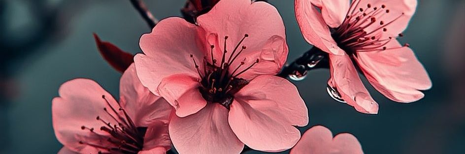 EmilyGN29's profile banner image