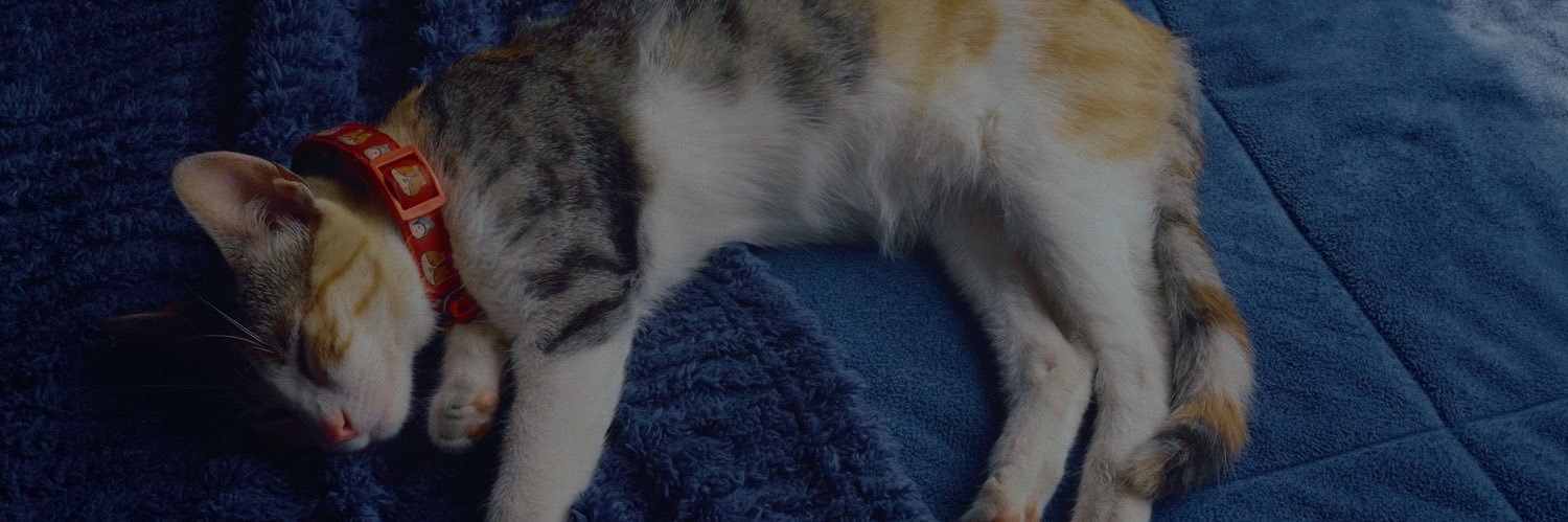 _quileo's profile banner image