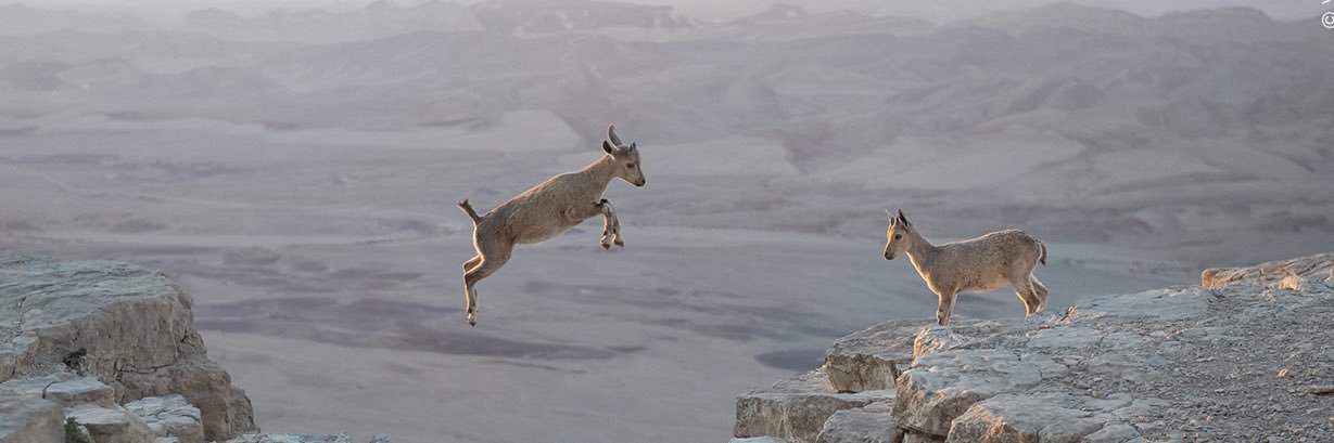 Steffen Yonatan Bach banner