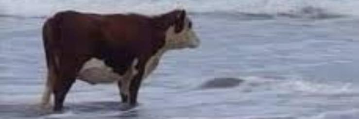 BadwanBeef's profile banner image