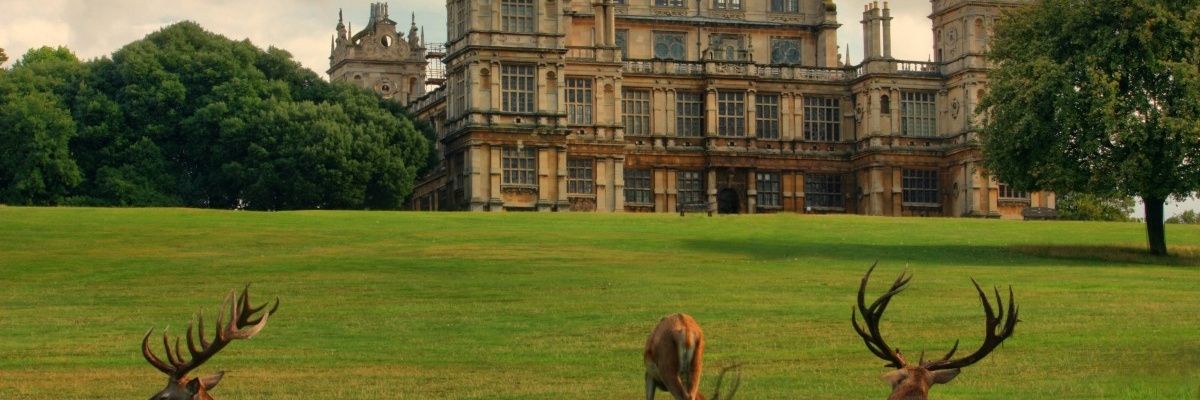 William Mailer banner