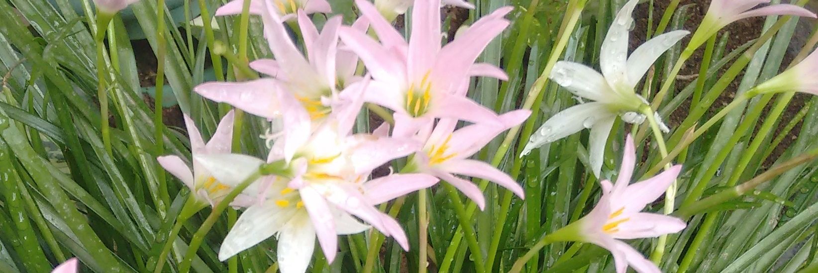 BrendaJaimesAl's profile banner image