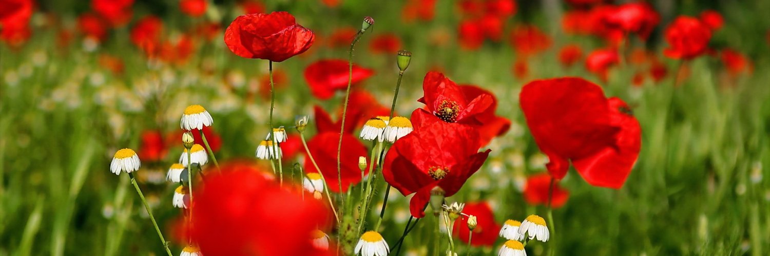 Tamricko_k's profile banner image