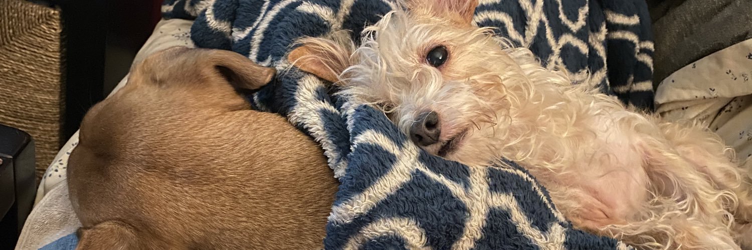 dingerdog1's profile banner image