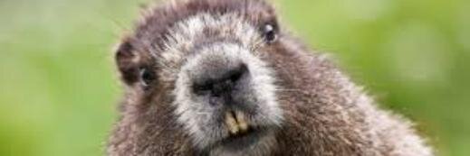 Beaverslayer1's profile banner image