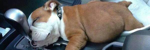 Cute Animals! banner