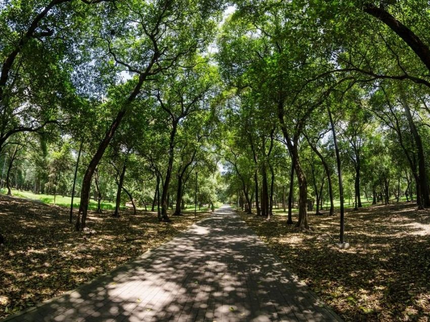 Rosa_Castaned's profile banner image